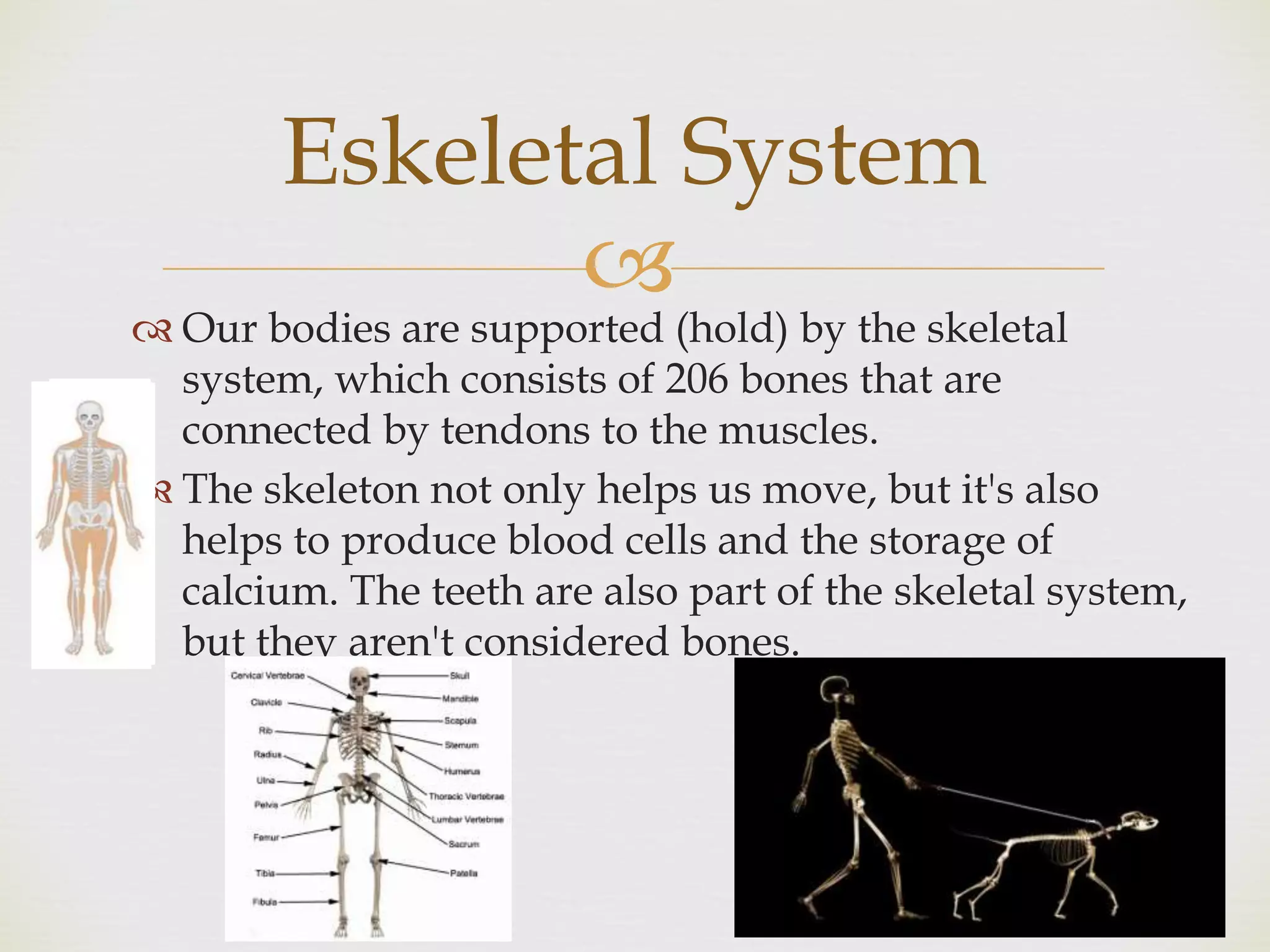 
 Our bodies are supported (hold) by the skeletal
system, which consists of 206 bones that are
connected by tendons to the muscles.
 The skeleton not only helps us move, but it's also
helps to produce blood cells and the storage of
calcium. The teeth are also part of the skeletal system,
but they aren't considered bones.
Eskeletal System
 