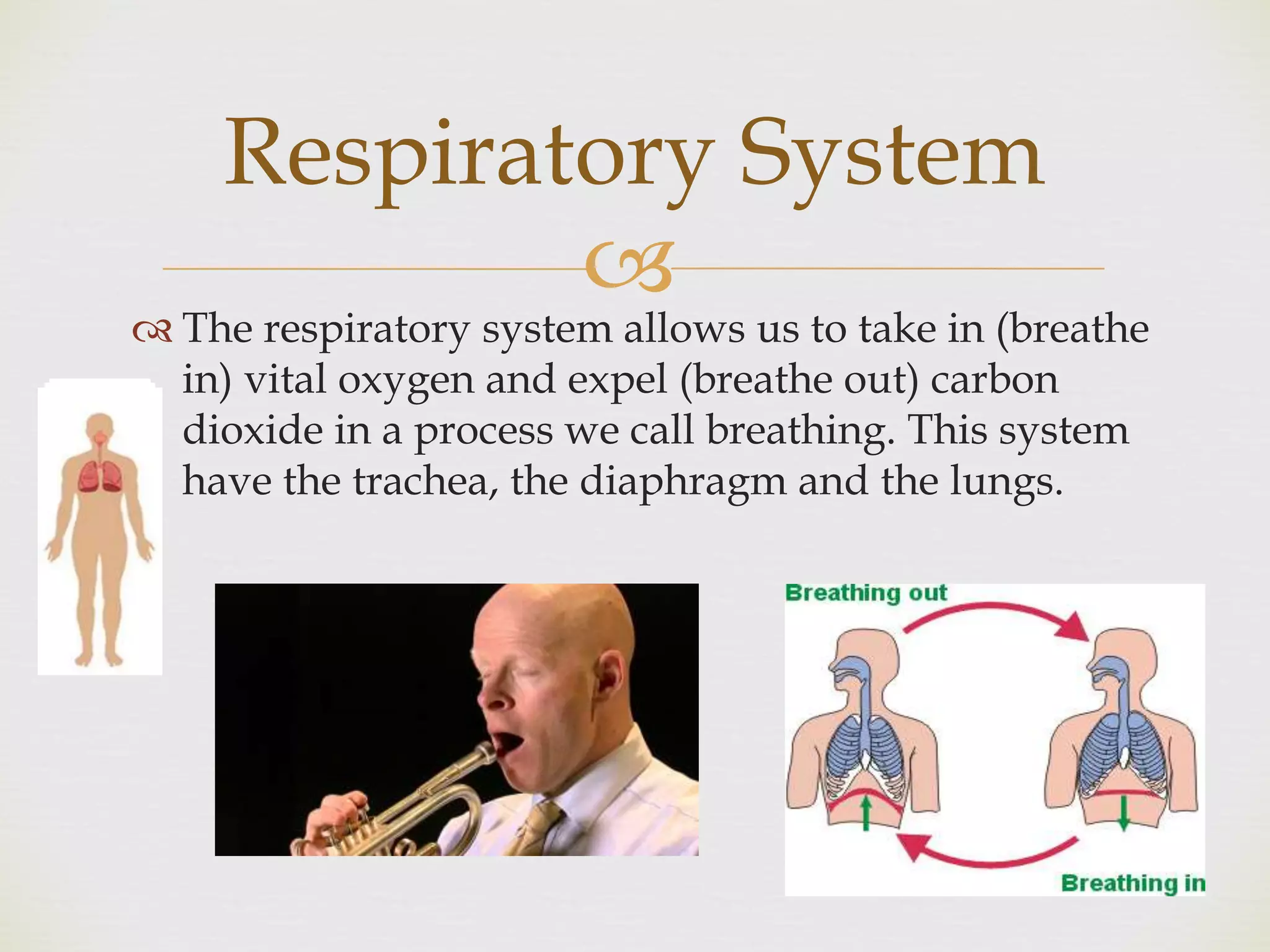 
 The respiratory system allows us to take in (breathe
in) vital oxygen and expel (breathe out) carbon
dioxide in a process we call breathing. This system
have the trachea, the diaphragm and the lungs.
Respiratory System
 