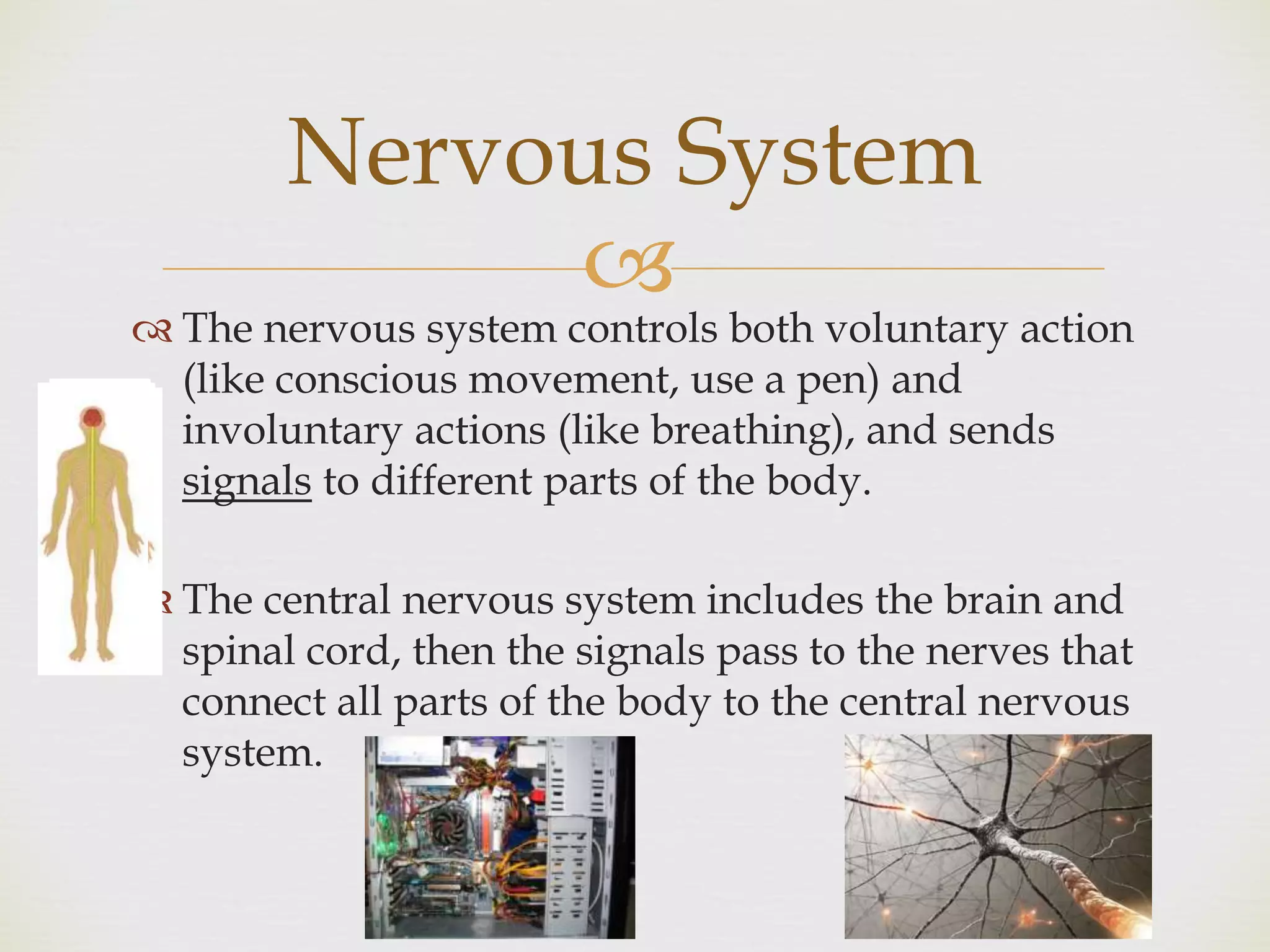 
 The nervous system controls both voluntary action
(like conscious movement, use a pen) and
involuntary actions (like breathing), and sends
signals to different parts of the body.
 The central nervous system includes the brain and
spinal cord, then the signals pass to the nerves that
connect all parts of the body to the central nervous
system.
Nervous System
 