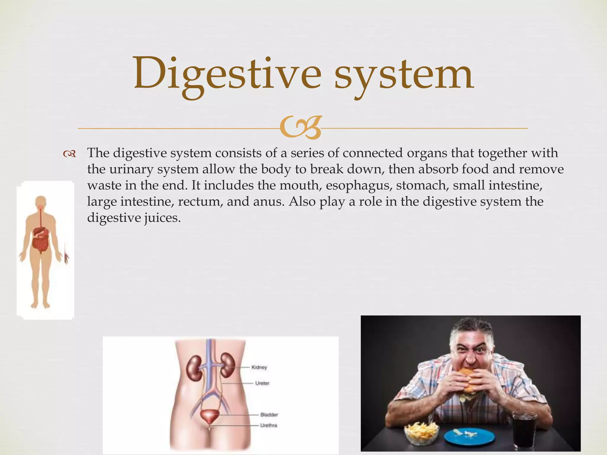  The digestive system consists of a series of connected organs that together with
the urinary system allow the body to break down, then absorb food and remove
waste in the end. It includes the mouth, esophagus, stomach, small intestine,
large intestine, rectum, and anus. Also play a role in the digestive system the
digestive juices.
Digestive system
 