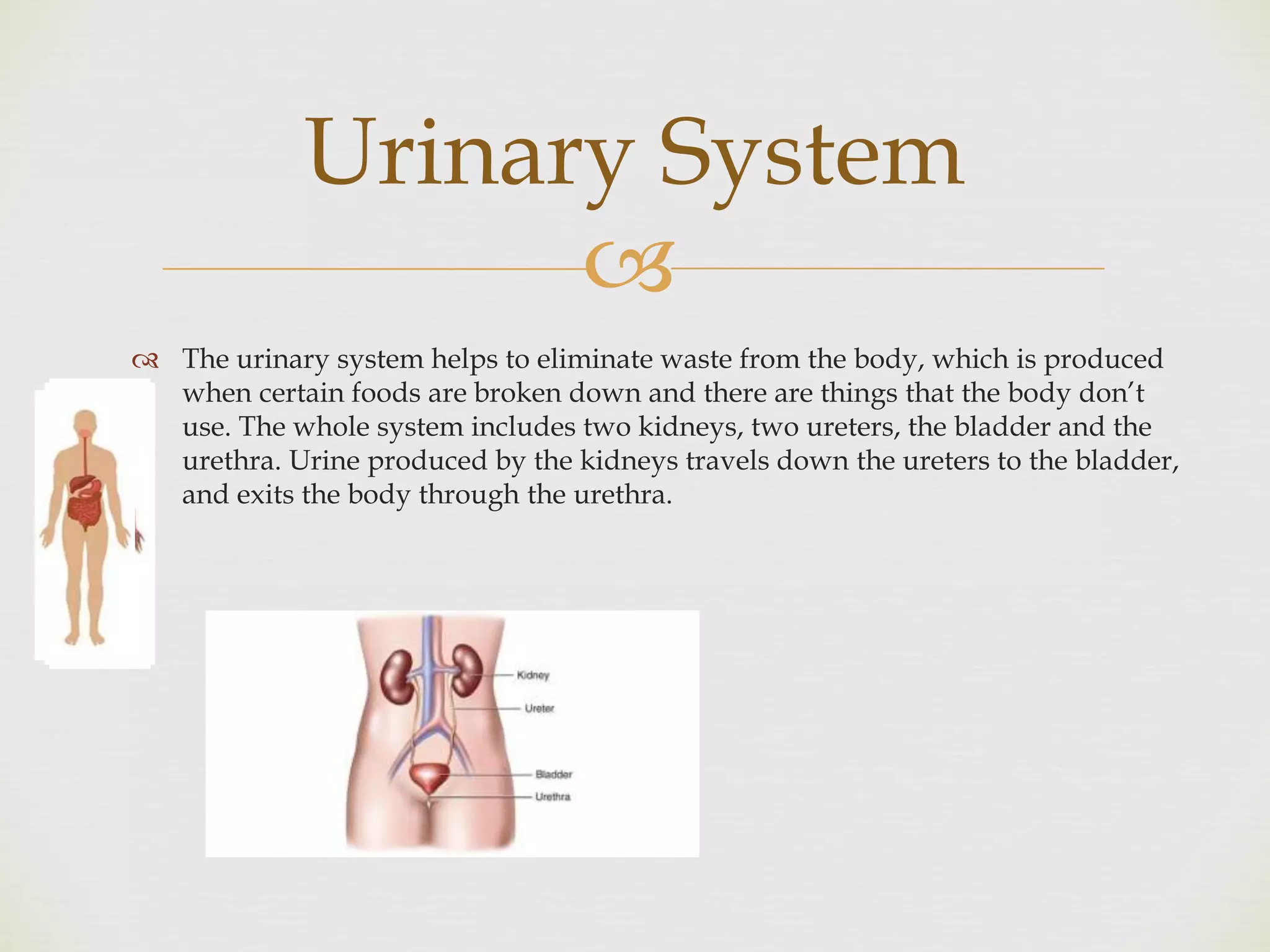 
 The urinary system helps to eliminate waste from the body, which is produced
when certain foods are broken down and there are things that the body don’t
use. The whole system includes two kidneys, two ureters, the bladder and the
urethra. Urine produced by the kidneys travels down the ureters to the bladder,
and exits the body through the urethra.
Urinary System
 
