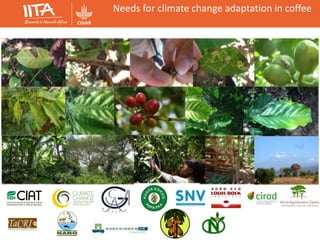 Needs for climate change adaptation in coffee
Initiative for coffee & climate
 