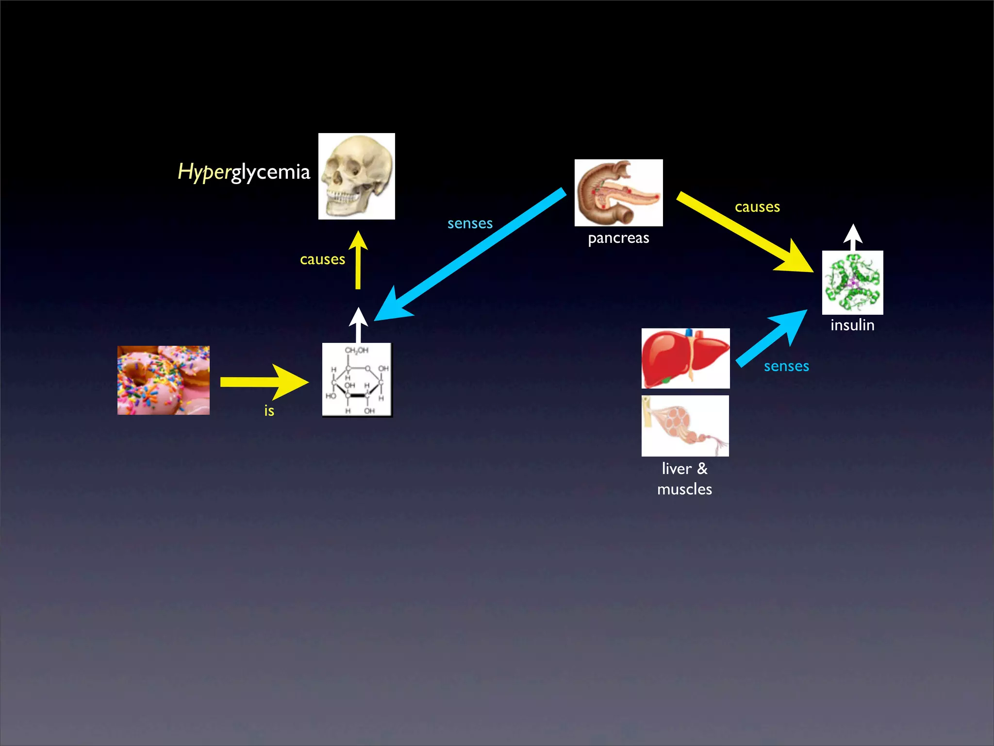 Hyperglycemia
senses

causes
pancreas

causes

insulin
senses
is
liver &
muscles

Sunday, 2 March 14

 