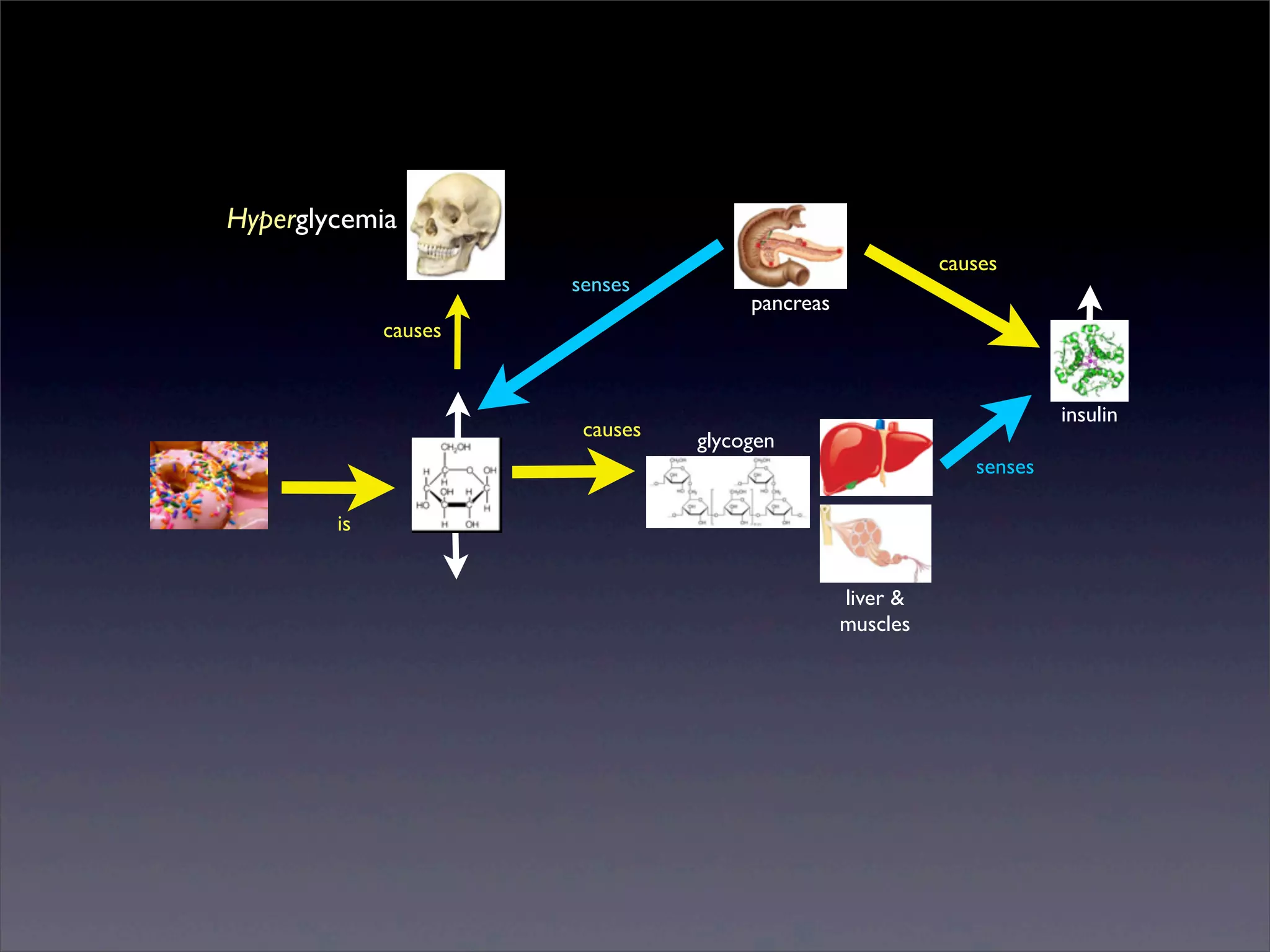 Hyperglycemia
senses

causes
pancreas

causes

causes

insulin
glycogen
senses

is
liver &
muscles

Sunday, 2 March 14

 
