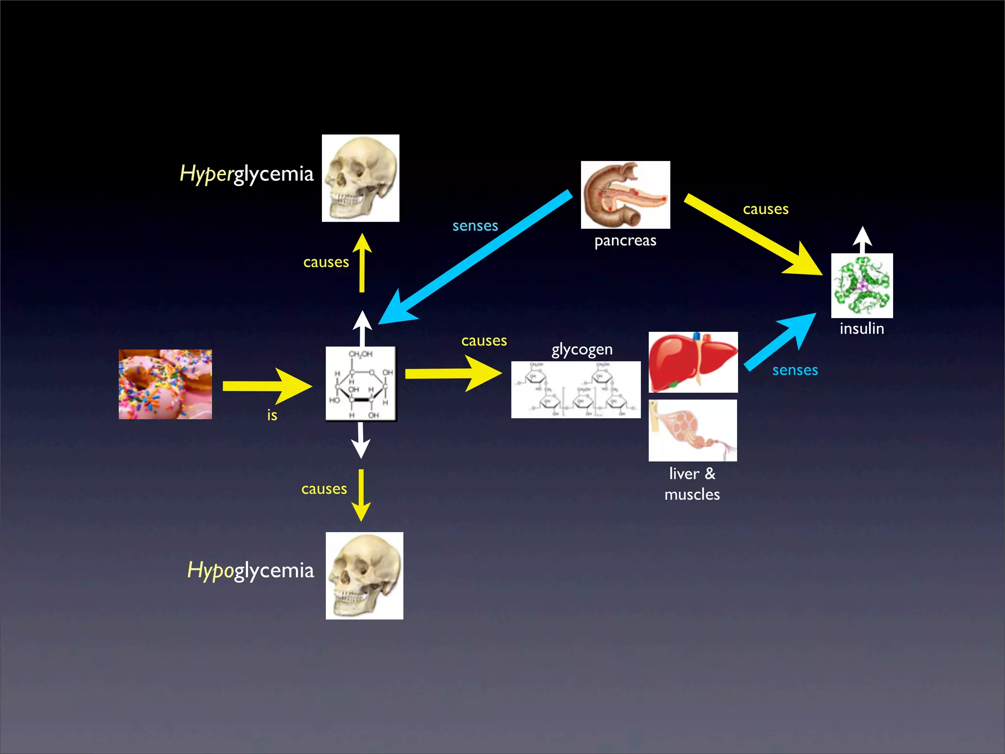 Hyperglycemia
senses

causes
pancreas

causes

causes

insulin
glycogen
senses

is

causes

Hypoglycemia

Sunday, 2 March 14

liver &
muscles

 
