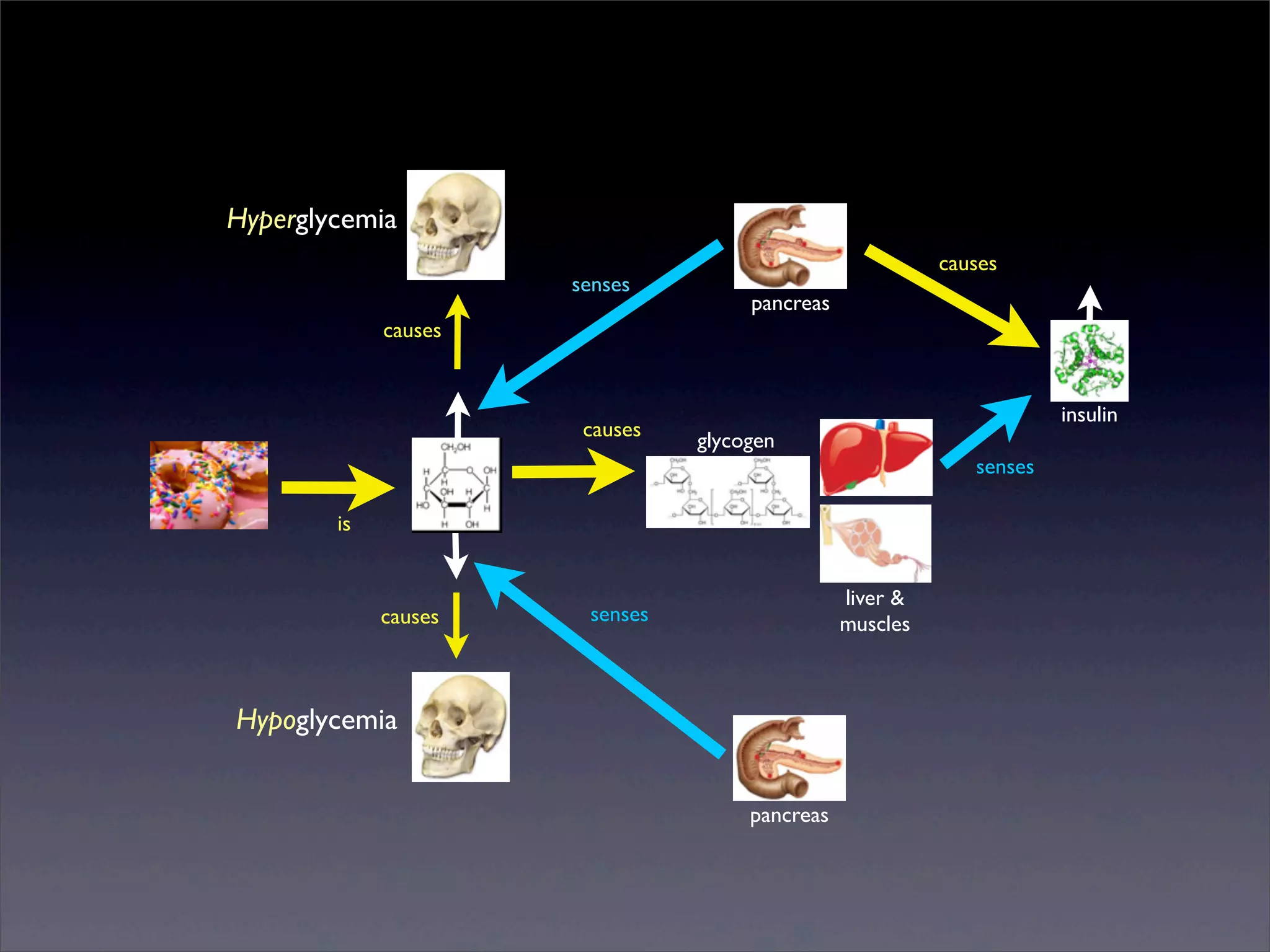 Hyperglycemia
senses

causes
pancreas

causes

causes

insulin
glycogen
senses

is

causes

liver &
muscles

senses

Hypoglycemia
pancreas

Sunday, 2 March 14

 