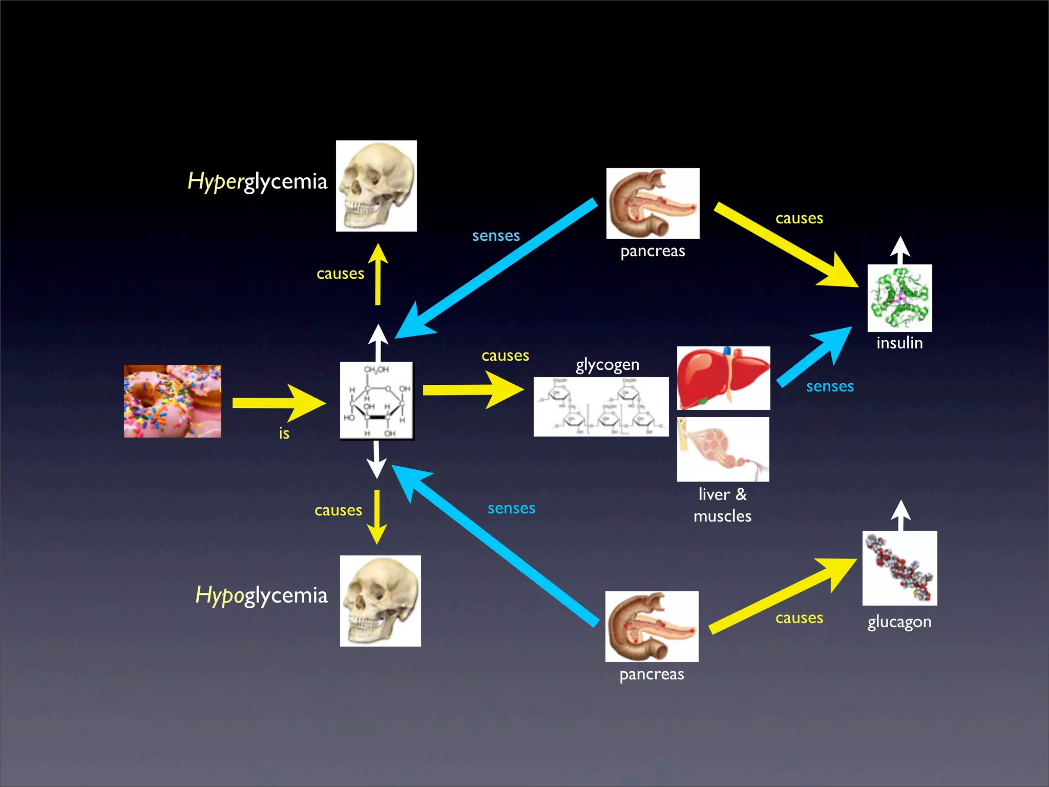 Hyperglycemia
senses

causes
pancreas

causes

causes

insulin
glycogen
senses

is

causes

liver &
muscles

senses

Hypoglycemia

causes
pancreas

Sunday, 2 March 14

glucagon

 