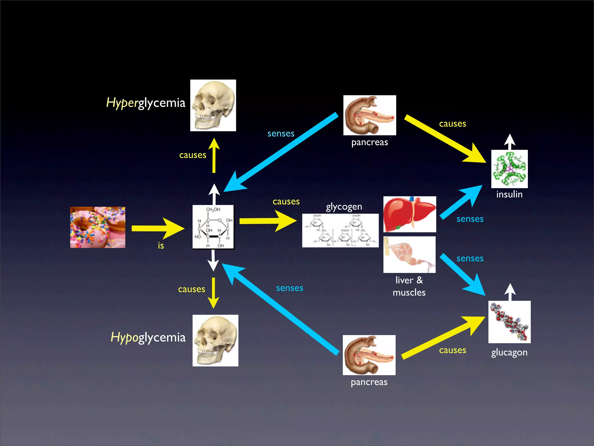 Hyperglycemia
senses

causes
pancreas

causes

causes

insulin
glycogen
senses

is
senses
causes

liver &
muscles

senses

Hypoglycemia

causes
pancreas

Sunday, 2 March 14

glucagon

 
