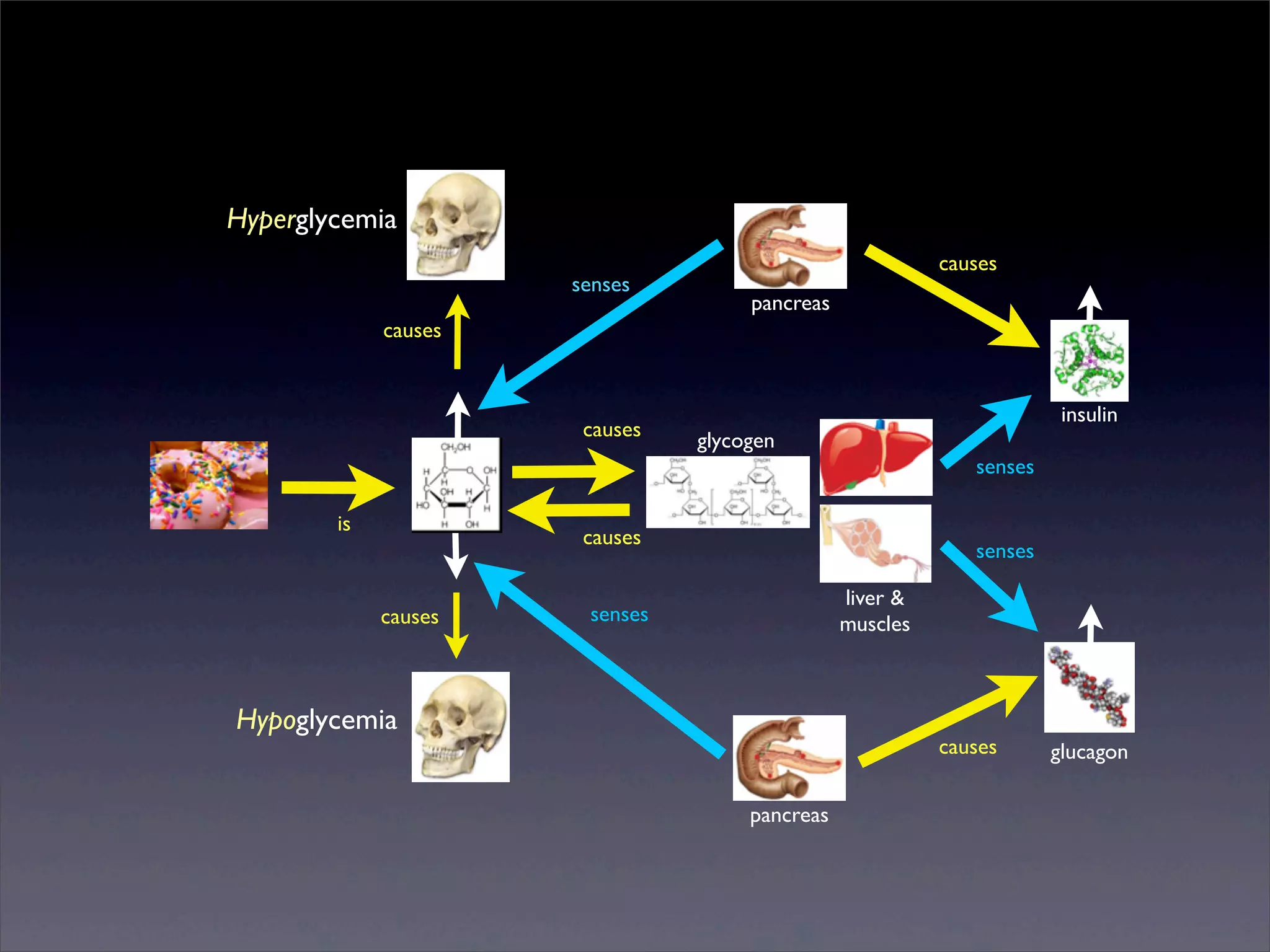 Hyperglycemia
senses

causes
pancreas

causes

causes

insulin
glycogen
senses

is

causes
causes

senses
liver &
muscles

senses

Hypoglycemia

causes
pancreas

Sunday, 2 March 14

glucagon

 