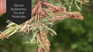 Spruce
Budworms,
Firs and
Pesticides
 