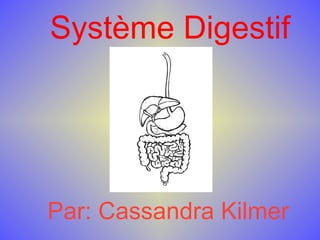 Système   Digestif Par: Cassandra Kilmer 