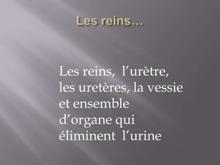 Les reins… Les reins, l’urètre, les uretères, la vessie et ensemble d’organe qui éliminent l’urine