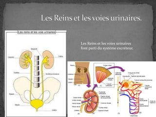                  Les Reins et les voies urinaires.Les Reins et les voies urinaires font parti du système excréteur.  
