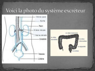 Voici la photo du système excréteur