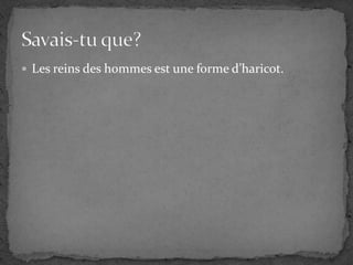 Les reins des hommes est une forme d’haricot.Savais-tu que?