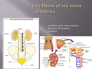                  Les Reins et les voies urinaires.Les Reins et les voies urinaires fait partie du système excréteur.  