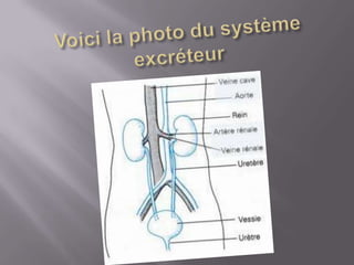 Voici la photo du système excréteur
