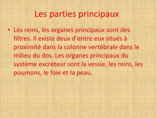Les parties principaux Les reins, les organes principaux sont des filtres. Il existe deux d’entre eux situés à proximité dans la colonne vertébrale dans le milieu du dos. Les organes principaux du système excréteur sont la vessie, les reins, les poumons, le foie et la peau . 