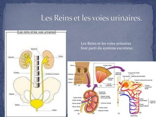 Les Reins et les voies urinaires
font parti du système excréteur.
 