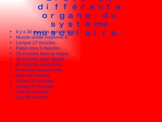 Liste de différente organe du système musculaire: Il y a 38 muscles dans la face. Muscle oreille moyenne 4. Langue 17 muscles. Palais mou 5 muscles. 28 muscles dans la nuque. 32 muscles dans épaule. 40 muscles avant-bras. 6 muscles dans le bras. Main 40 muscles. Cuisse 22 muscles. Jambe 24 muscles. Tête 94 muscles. Cou 85 muscles 