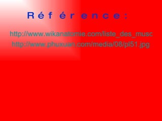 Référence: http://www.wikanatomie.com/liste_des_muscles_du_corps_humain.php http://www.phuxuan.com/media/08/pl51.jpg   