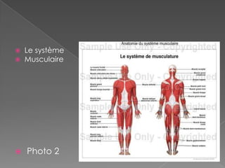 Le système <br />Musculaire<br /> Photo 2<br />