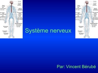 Système nerveux   Par: Vincent Bérubé 