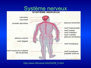 Système nerveux http://www.infovisual.info/03/038_fr.html