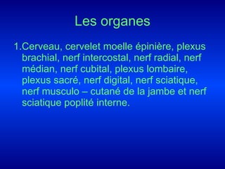Les organes 1.Cerveau, cervelet moelle épinière, plexus brachial, nerf intercostal, nerf radial, nerf médian, nerf cubital, plexus lombaire, plexus sacré, nerf digital, nerf sciatique, nerf musculo – cutané de la jambe et nerf sciatique poplité interne.