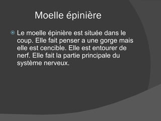 Moelle épinière  Le moelle épinière est située dans le coup. Elle fait penser a une gorge mais elle est cencible. Elle est entourer de nerf. Elle fait la partie principale du système nerveux. 