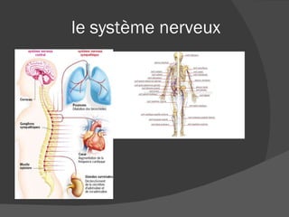 le système nerveux  