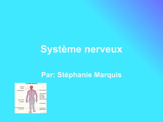 Système nerveux Par: Stéphanie Marquis 