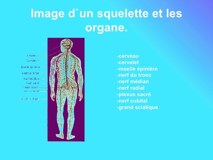 Systeme Nerveux Du Corps Humain