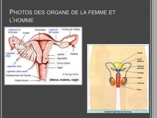 Photos des organe de la femme et l’homme 
