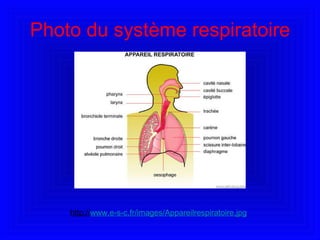 Photo du système respiratoire http:// www.e-s-c.fr/images/Appareilrespiratoire.jpg 