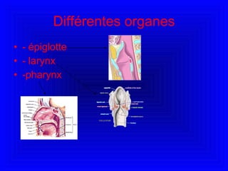 Différentes organes - épiglotte  - larynx  -pharynx 