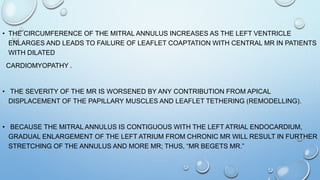 • THE CIRCUMFERENCE OF THE MITRAL ANNULUS INCREASES AS THE LEFT VENTRICLE
ENLARGES AND LEADS TO FAILURE OF LEAFLET COAPTATION WITH CENTRAL MR IN PATIENTS
WITH DILATED
CARDIOMYOPATHY .
• THE SEVERITY OF THE MR IS WORSENED BY ANY CONTRIBUTION FROM APICAL
DISPLACEMENT OF THE PAPILLARY MUSCLES AND LEAFLET TETHERING (REMODELLING).
• BECAUSE THE MITRAL ANNULUS IS CONTIGUOUS WITH THE LEFT ATRIAL ENDOCARDIUM,
GRADUAL ENLARGEMENT OF THE LEFT ATRIUM FROM CHRONIC MR WILL RESULT IN FURTHER
STRETCHING OF THE ANNULUS AND MORE MR; THUS, “MR BEGETS MR.”
 