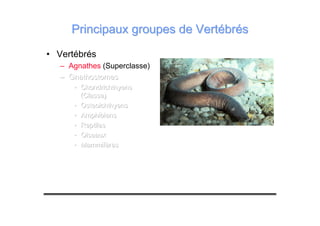 Principaux groupes de VertébrésPrincipaux groupes de Vertébrés
• Vertébrés
– Agnathes (Superclasse)
––– GnathostomesGnathostomesGnathostomes
••• ChondrichthyensChondrichthyensChondrichthyens
(Classe)(Classe)(Classe)
••• OsteoichthyensOsteoichthyensOsteoichthyens
••• AmphibiensAmphibiensAmphibiens
••• ReptilesReptilesReptiles
••• OiseauxOiseauxOiseaux
••• MammifèresMammifèresMammifères
 