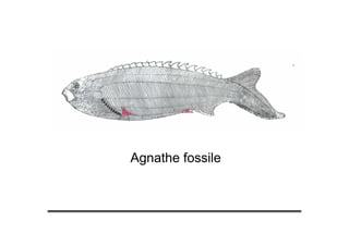 Agnathe fossile
 