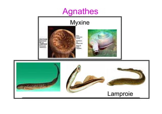 Agnathes
Myxine
Lamproie
 