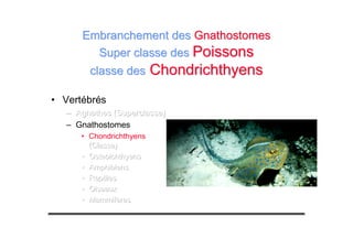 Embranchement desEmbranchement des GnathostomesGnathostomes
Super classe desSuper classe des PoissonsPoissons
classe desclasse des ChondrichthyensChondrichthyens
• Vertébrés
––– Agnathes (Superclasse)Agnathes (Superclasse)Agnathes (Superclasse)
– Gnathostomes
• Chondrichthyens
(Classe)(Classe)(Classe)
••• OsteoichthyensOsteoichthyensOsteoichthyens
••• AmphibiensAmphibiensAmphibiens
••• ReptilesReptilesReptiles
••• OiseauxOiseauxOiseaux
••• MammifèresMammifèresMammifères
 