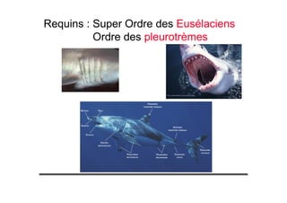 Requins : Super Ordre des Eusélaciens
Ordre des pleurotrèmes
 