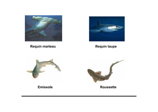 Requin marteau Requin taupe
RoussetteEmissole
 