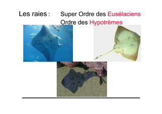 Les raies : Super Ordre des Eusélaciens
Ordre des Hypotrèmes
 