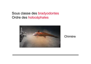 Sous classe des bradyodontes
Ordre des holocéphales
Chimère
 