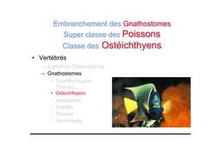 • Vertébrés
––– Agnathes (Superclasse)Agnathes (Superclasse)Agnathes (Superclasse)
– Gnathostomes
••• ChondrichthyensChondrichthyensChondrichthyens
(Classe)(Classe)(Classe)
• Osteichthyens
••• AmphibiensAmphibiensAmphibiens
••• ReptilesReptilesReptiles
••• OiseauxOiseauxOiseaux
••• MammifèresMammifèresMammifères
Embranchement desEmbranchement des GnathostomesGnathostomes
Super classe desSuper classe des PoissonsPoissons
Classe desClasse des OstéichthyensOstéichthyens
 