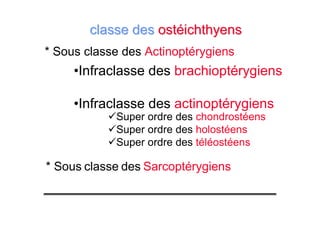 •Infraclasse des brachioptérygiens
•Infraclasse des actinoptérygiens
* Sous classe des Actinoptérygiens
Super ordre des chondrostéens
Super ordre des holostéens
Super ordre des téléostéens
* Sous classe des Sarcoptérygiens
classe desclasse des ostéichthyensostéichthyens
 