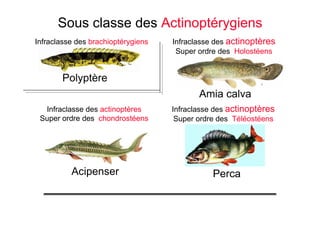 Acipenser
Amia calva
Polyptère
Infraclasse des brachioptérygiens
Infraclasse des actinoptères
Super ordre des chondrostéens
Sous classe des Actinoptérygiens
Infraclasse des actinoptères
Super ordre des Holostéens
Infraclasse des actinoptères
Super ordre des Téléostéens
Perca
 