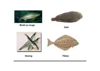 Mulet ou muge
Hareng Flétan
Sole
 