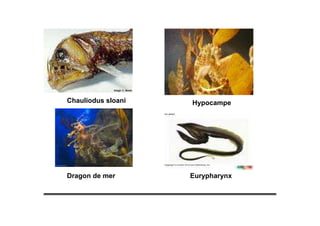 Dragon de mer
HypocampeChauliodus sloani
Eurypharynx
 